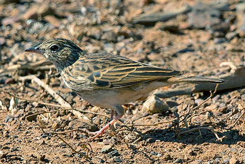 Bushveld Pipit